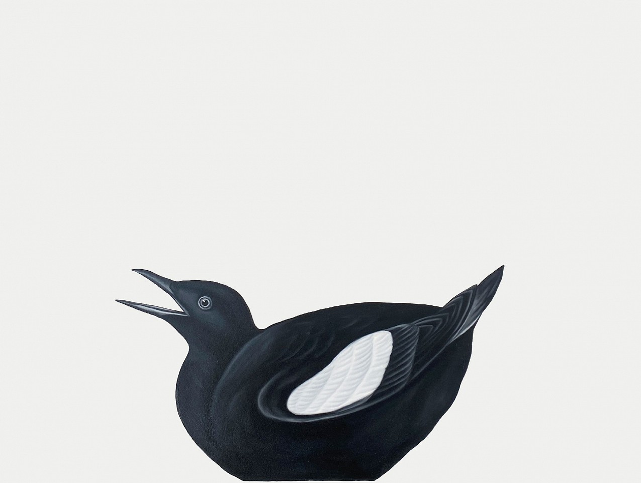 Shelley Reed
Black Guillemot (after Audubon), 2024
REE286
oil on paper, 22 x 30 inches