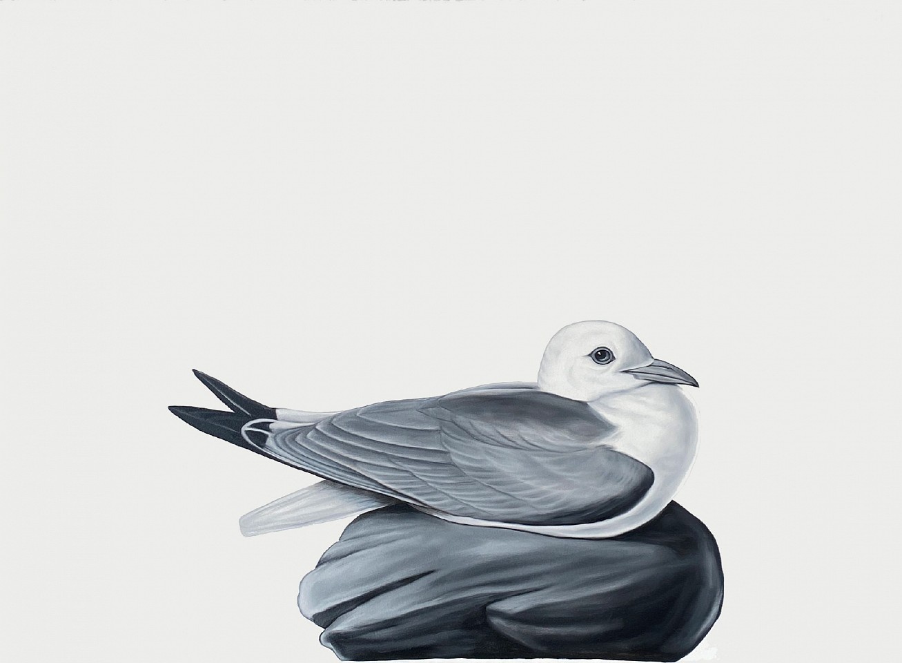 Shelley Reed
Black-legged Kittiwake (after Audubon), 2024
REE291
oil on paper, 22 x 30 inches