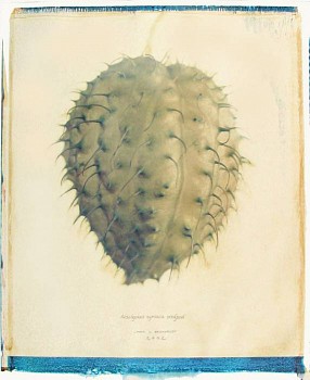 Linda Broadfoot - Aesclepias Syriaca Seedpod, 2002 polaroid transfer on fabriano paper 34 x 28 inches paper / 25 x 20 inches image BDF087