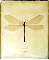 Linda Broadfoot, Hagenomyia Tristis (striped antlion)
2002, polaroid transfer on fabriano paper