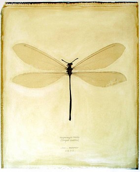 Linda Broadfoot - Hagenomyia Tristis (striped antlion), 2002 polaroid transfer on fabriano paper 30 x 22 inches paper / 20 x 24 inches image BDF107