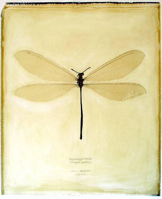 Linda Broadfoot
Hagenomyia Tristis (striped antlion), 2002
BDF107
polaroid transfer on fabriano paper, 30 x 22 inches paper / 20 x 24 inches image