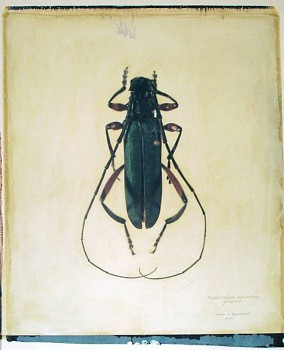 Linda Broadfoot - Plinthocoelium Suaveoleus Plicatum, 2001 polaroid transfer on fabriano paper 30 x 22 inch paper /  20 x 24 inch image BDF103