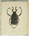 Linda Broadfoot, Dicranocephalus Wallichi (antler horned beetle)
2002, polaroid transfer on fabriano paper