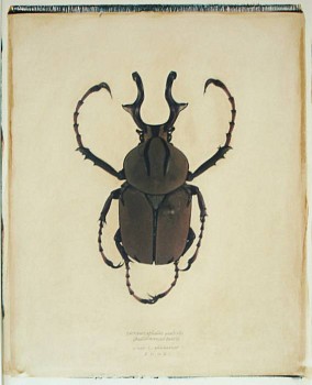 Linda Broadfoot - Dicranocephalus Wallichi (antler horned beetle), 2002 polaroid transfer on fabriano paper 30 x 22 inch paper / 20 x 24 inch image BDF111