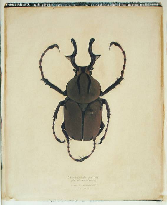 Linda Broadfoot
Dicranocephalus Wallichi (antler horned beetle), 2002
BDF111
polaroid transfer on fabriano paper, 30 x 22 inch paper / 20 x 24 inch image