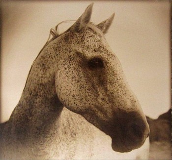 Thomas Hager (LA) -&nbsp;Horse at Dawn,2/12, 2012 kallitype 29 1/2 x 30  inchesfull bleed HAG475