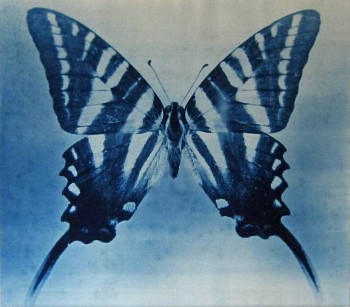 Thomas Hager -&nbsp;Wing Study #2,1/12, 2012 cyanotype 27 1/2 x 30  inchesfull bleed HAG474
