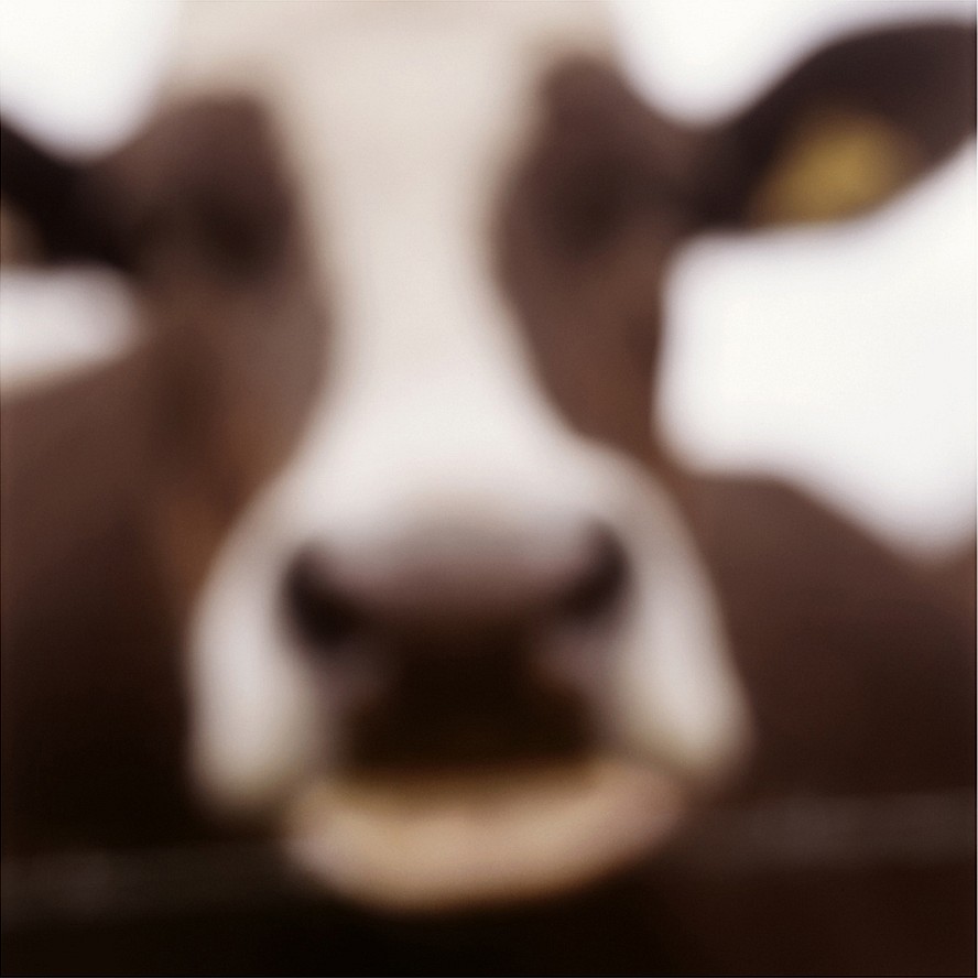 John Huggins
Cow, Lewknor, Oxfordshire, England, ed. of 23, 2014
HUGG277
pigment print, 36 x 36 inch paper / 32 x 32 inch image, ed. of 23 | 53 x 53 inch paper, ed. of 7