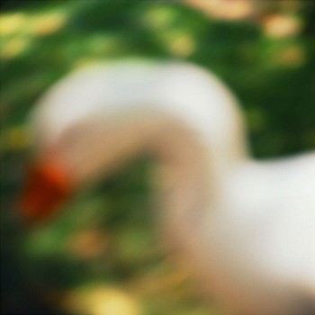 John Huggins (LA) -&nbsp;Goose, Centre Island, Toronto, Canada, ed. of 23, 2002 pigment print 36 x 36 inch paper / 32 x 32 inch image, ed. of 23 | 53 x 53 inch paper, ed. of 7 HUGG273