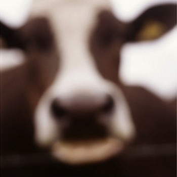 John Huggins (LA) -&nbsp;Cow, Lewknor, Oxfordshire, England, ed. of 23, 2002 pigment print 36 x 36 inch paper / 32 x 32 inch image, ed. of 23 | 53 x 53 inch paper, ed. of 7 HUGG277