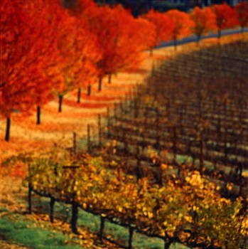 John Huggins (LA) -&nbsp;Napa, California, ed. of 23, 2011 pigment print 36 x 36 inch paper / 32 x 32 inch image, ed. of 23 | 53 x 53 inch paper, ed. of 7 HUGG285