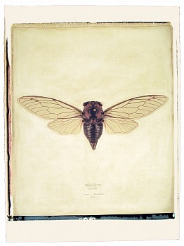 Linda Broadfoot - Tibien lyricen (Cicada) US Mass. no. 3 of 3, 2003 hand manipulated polaroid transfer on Fabriano paper 30 x 22 inches paper / 24 x 20 inches image BDF250