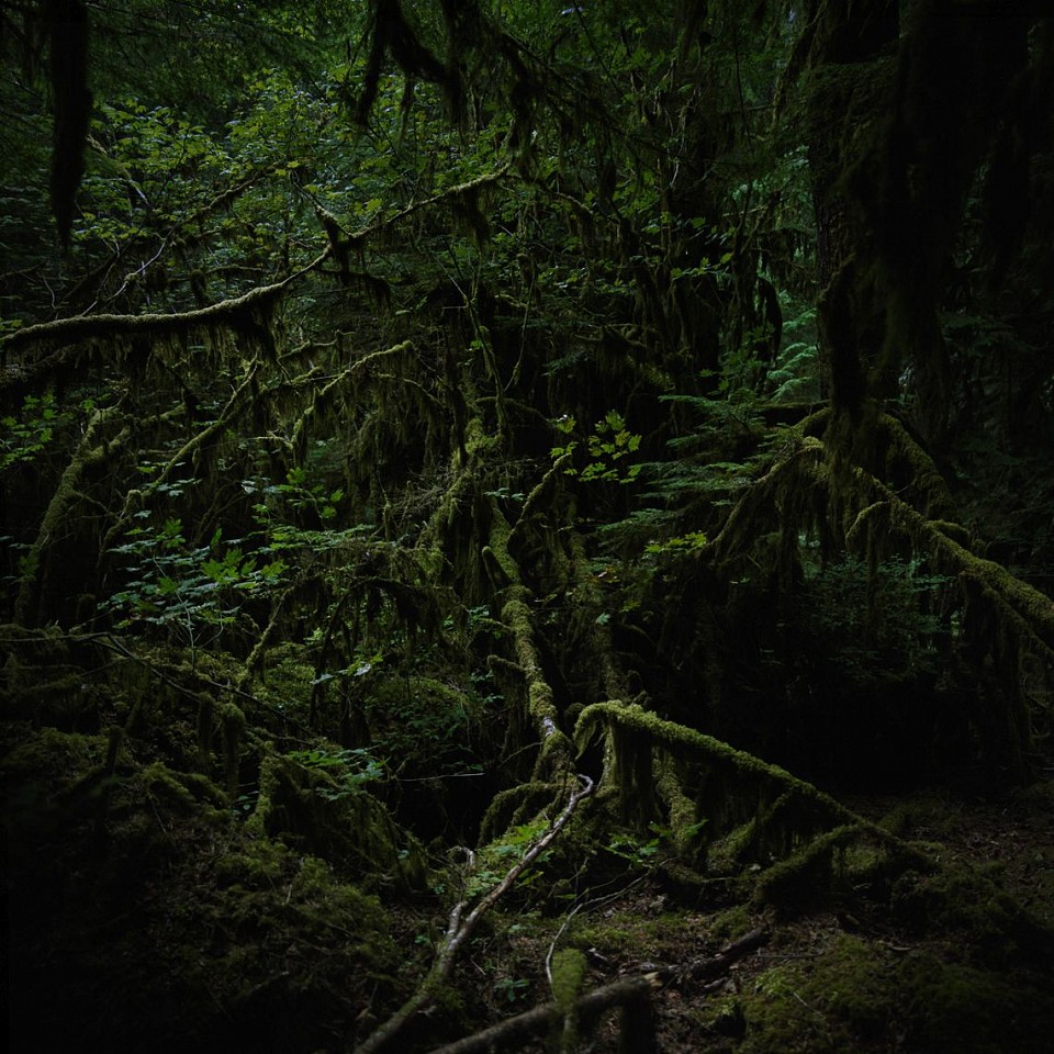 Jason Frank Rothenberg
Moss, Edition of 8, 2014
JFR003
archival pigment print, 42 x 42 inches