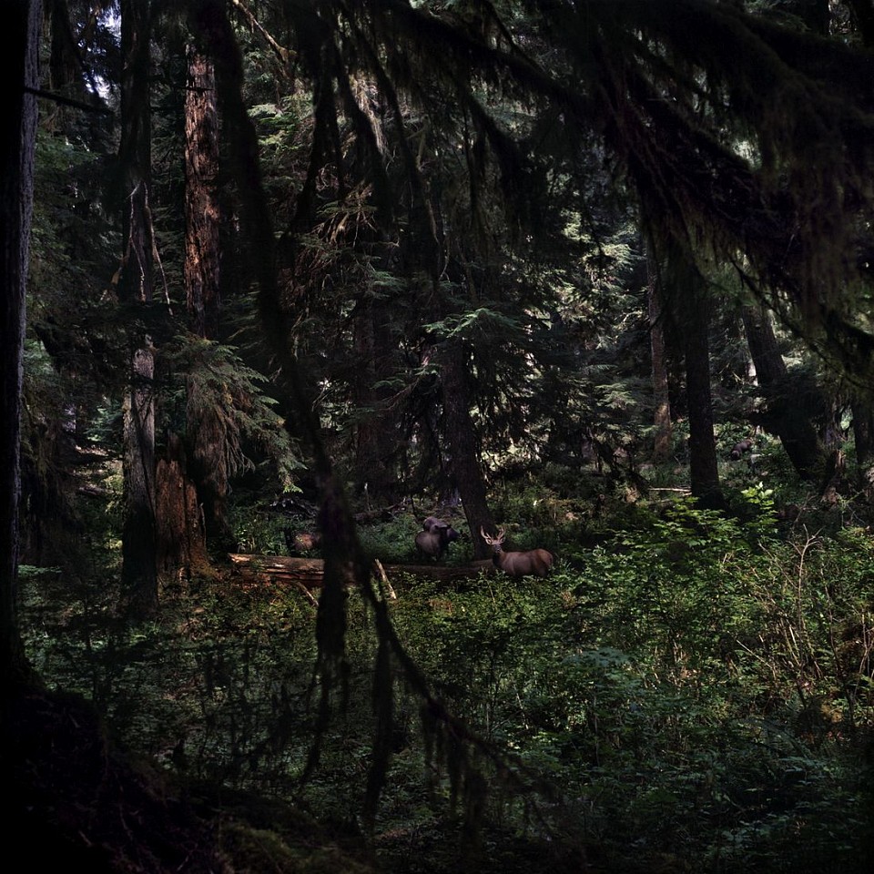 Jason Frank Rothenberg
Moose, Edition of 8, 2014
JFR004
c-print, 42 x 42 inches