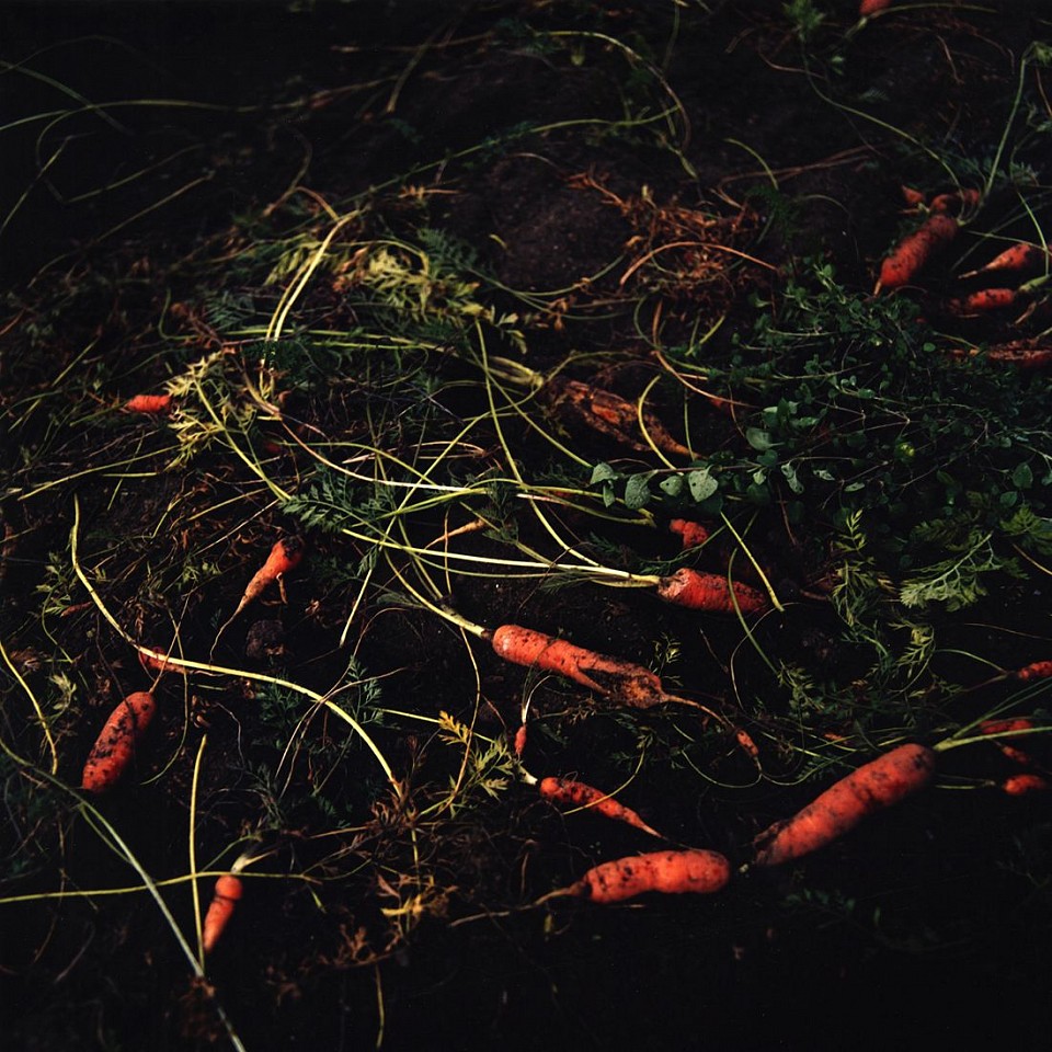 Jason Frank Rothenberg
Carrots, Edition of 8, 2014
JFR010
c-print, 42 x 42 inches