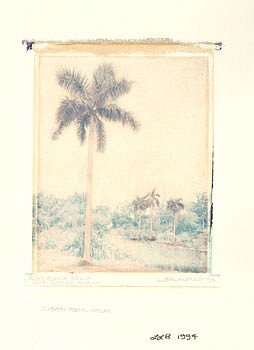 Linda Broadfoot - Roystonia Regia, 1995 hand-manipulated polariod image transfer on fabriano paper 4 x 5 inches BDF062