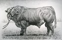 Rick Shaefer, Bull
2014, charcoal on vellum
