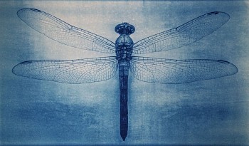 Thomas Hager -&nbsp;Dragon Fly 1, 1/12, 2014 cyanotype 24 x 40 inches full bleed HAG533