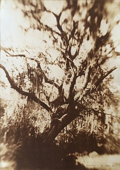 Thomas Hager -&nbsp;Vanishing Oak 3, 5/12, 2011 kallitype 42 x 30 inches full bleed HAG540
