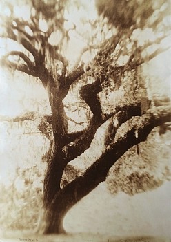 Thomas Hager -&nbsp;Vanishing Oak 2, 5/12, 2011 kallitype 42 x 30 inches full bleed HAG539