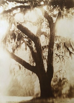 Thomas Hager -&nbsp;Vanishing Oak 1, 5/12, 2011 kallitype 42 x 30 inches full bleed HAG538