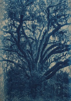 Work:&nbsp;Thomas Hager Mandarin Live Oak, 1/12, 2015 cyanotype 42 x 30 inches full bleed HAG548