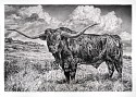 Rick Shaefer, Longhorn
2015, charcoal on vellum