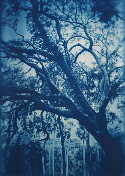 Thomas Hager (LA) -&nbsp;Ribault Live Oak, 3/12, 2015 cyanotype 41 1/2 x 29 1/2 inches full bleed HAG565