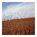 John Huggins (LA), Cornfield and Birds, Iowa, ed. of 23
2014, pigment print