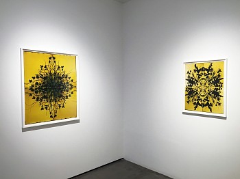 Susan Graham, Simone Shubuck, & Wendy Small: Bittersweet 