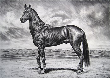 Work:&nbsp;Akhal Teke III, 2016 charcoal on vellum 45 x 62 inch paper / 49 x 65 inches framed shaef041