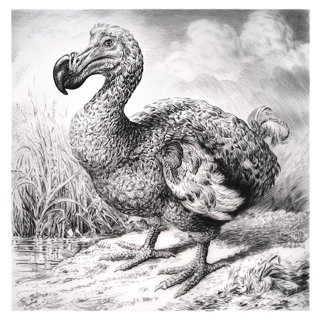 Rick Shaefer
Dodo, 2016
shaef045
charcoal on vellum, 36 x 36 inches