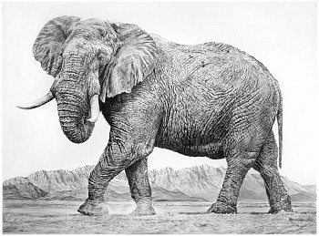 Work:&nbsp;Elephant II, 2016 charcoal on vellum 45 x 65 inches shaef044