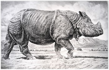 Work:&nbsp;Rhino II, 2016 charcoal on vellum 44 x 65 inches / 49 x 71 inches framed  shaef043