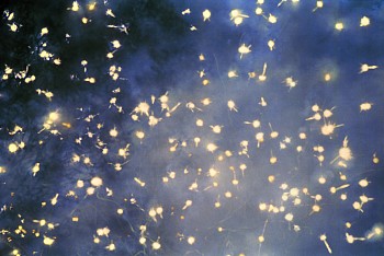 Light in the Dark&nbsp;