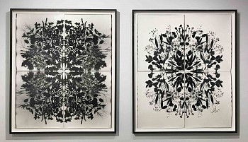 Wendy Small -&nbsp;Remedy Series Installation , 2017 photogram SMA278+280