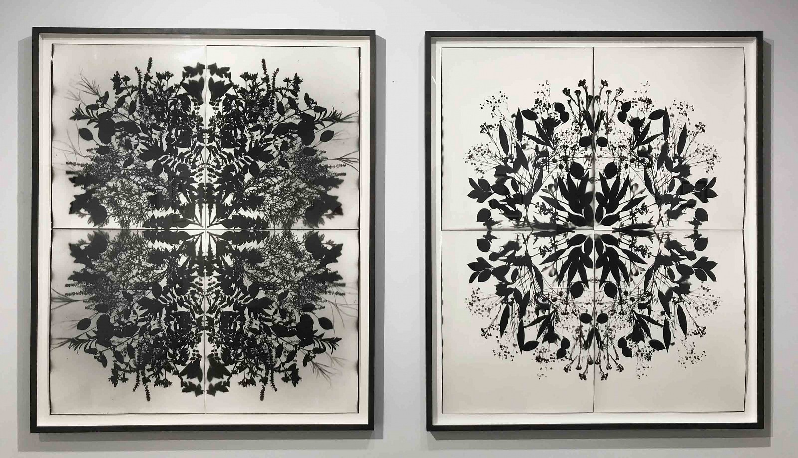 Wendy Small
Remedy Series Installation , 2017
SMA278+280
photogram