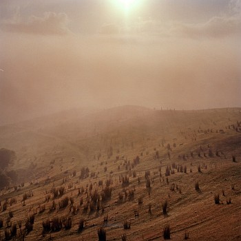 Work: Sheep, Edition of 8, 2017 archival pigment print 56 x 56 inches JFR019