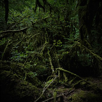Jason Frank Rothenberg (LA) -&nbsp;Moss, Edition of 8, 2014 archival pigment print 42 x 42 inches JFR003