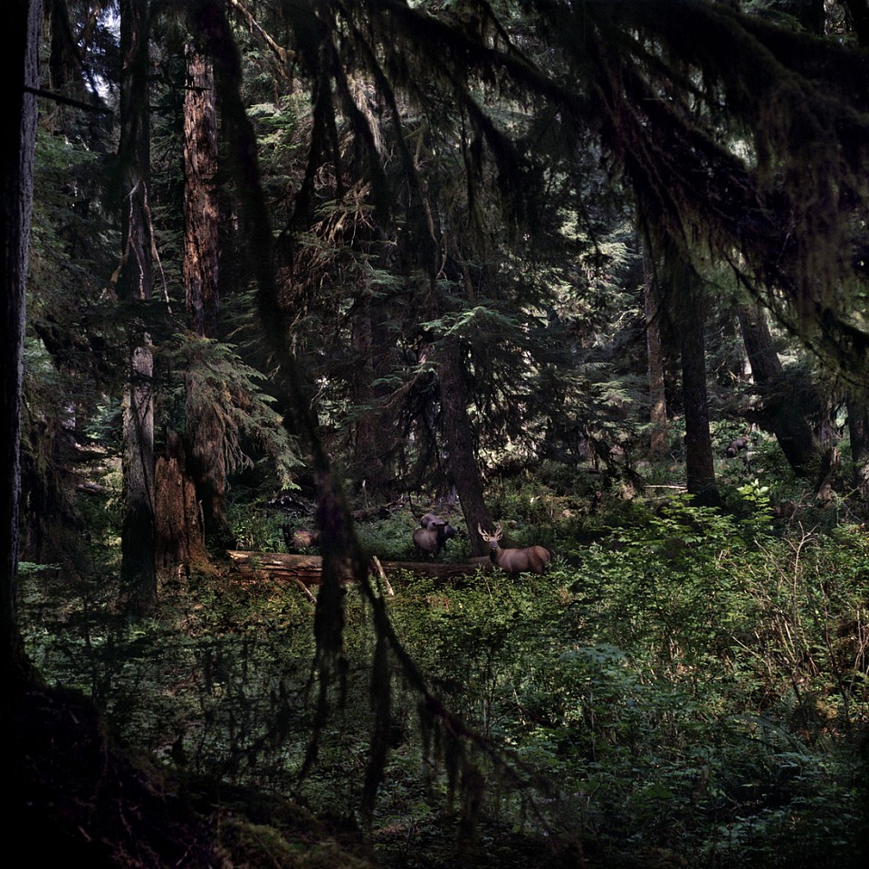 Jason Frank Rothenberg (LA)
Moose, Edition of 8, 2014
c-print, 42 x 42 inches