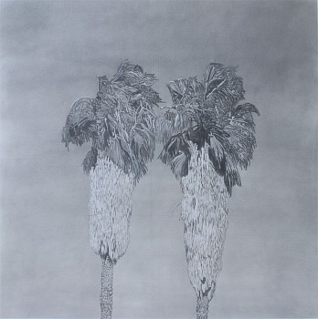 Clay Wagstaff (LA) -&nbsp;Palm No. 20, 2019 graphite on arches cover paper 43 x 43 in. WAG371
