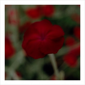 John Huggins (LA) -&nbsp;Flora #26, ed. of 23, 2019 pigment print 36 x 36 inch paper / 32 x 32 inch image, ed. of 23 | 53 x 53 inch paper, ed. of 7 HUGG398