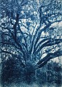 Thomas Hager, Live Oak Study I, 2/12
2020, cyanotype