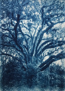 Thomas Hager -&nbsp;Live Oak Study I, 2/12, 2020 cyanotype 42 x 30 inches full bleed HAG641