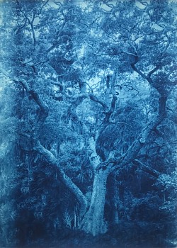 Work: Thomas Hager Cedar Point Live Oak, 5/12, 2020 cyanotype 42 x 30 inches HAG640