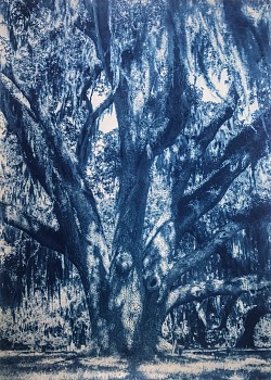 Thomas Hager -&nbsp;Cumberland Island Live Oak, 4/12, 2020 cyanotype 42 x 30 inches full bleed HAG637