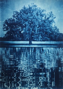 Thomas Hager -&nbsp;Anderson Ranch Live Oak with Water I, 1/12, 2020 cyanotype 42 x 30 inches full bleed HAG636