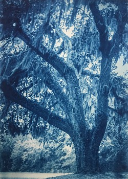 Thomas Hager -&nbsp;Fort George Live Oak II, 4/12, 2020 cyanotype 42 x 30 inches full bleed HAG634
