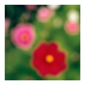 John Huggins (LA) -&nbsp;Flora #7, ed. of 23, 2019 pigment print 36 x 36 inch paper / 32 x 32 inch image, ed. of 23 | 53 x 53 inch paper, ed. of 7 HUGG399b